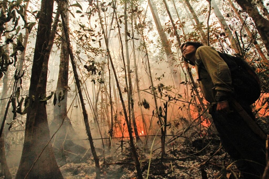 Abholzen für die Weltwirtschaft